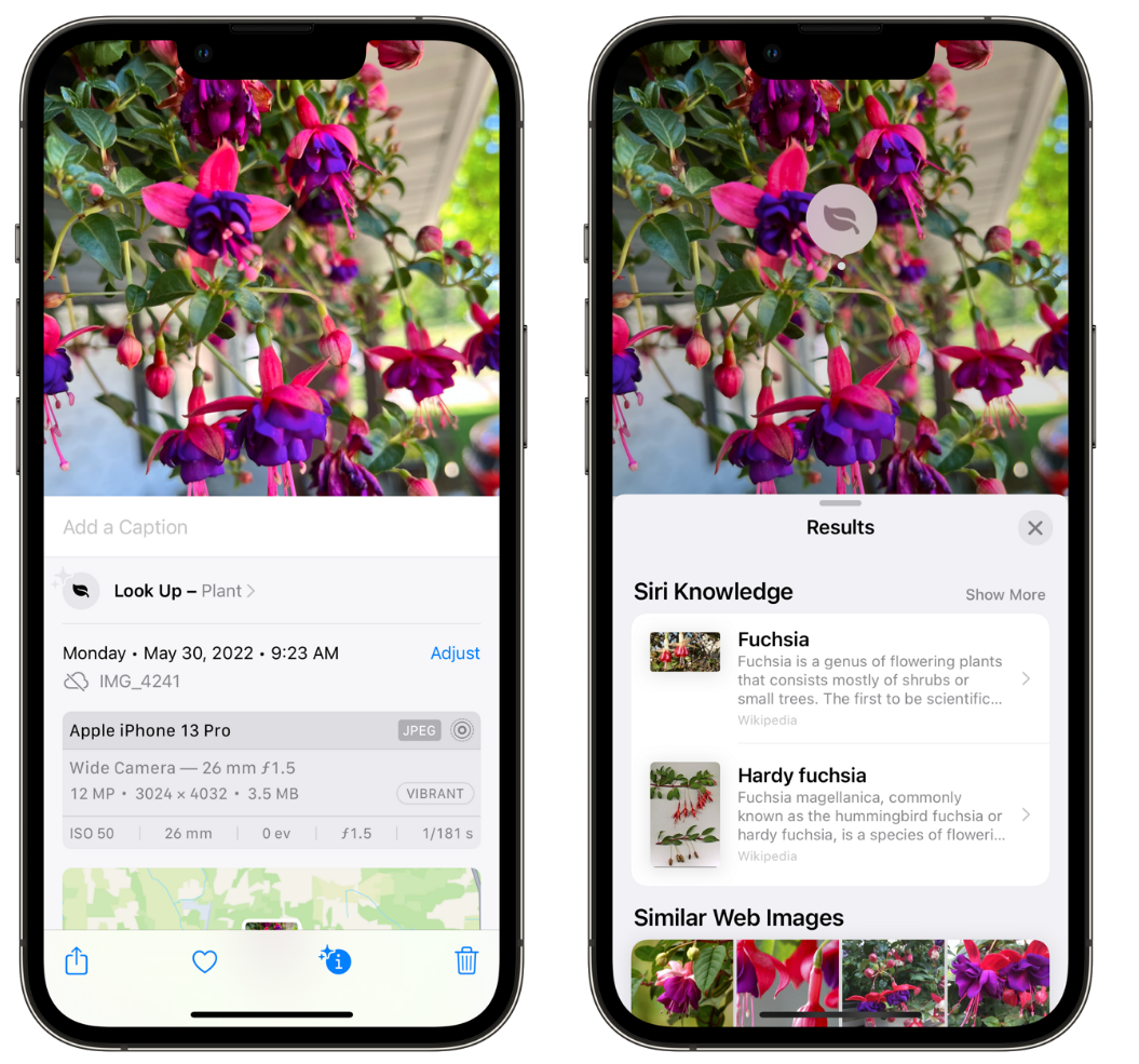 乾县苹果手机维修分享小技巧：使用 iPhone 相机识别花卉植物 
